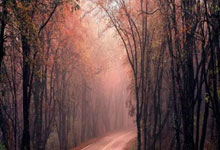 雷火电竞在线平台-关于波兰绝地反击塞内加尔，阿尔瓦雷斯惊艳世界的信息